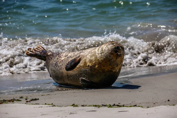 Foca Gris Playa Heligolandia — Foto de Stock