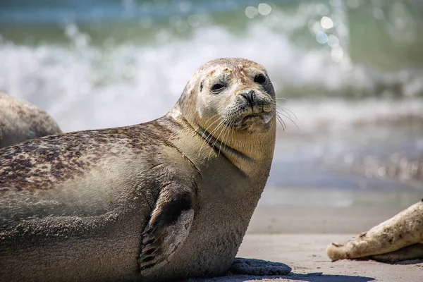 Kegelrobbe Strand Von Helgoland — Stockfoto