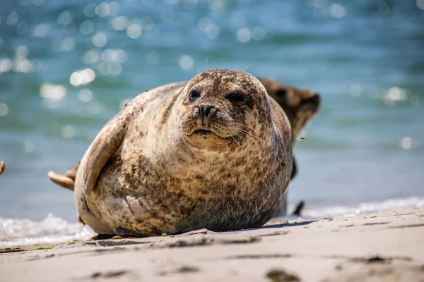 Šedý Tuleň Pláži Helgoland — Stock fotografie