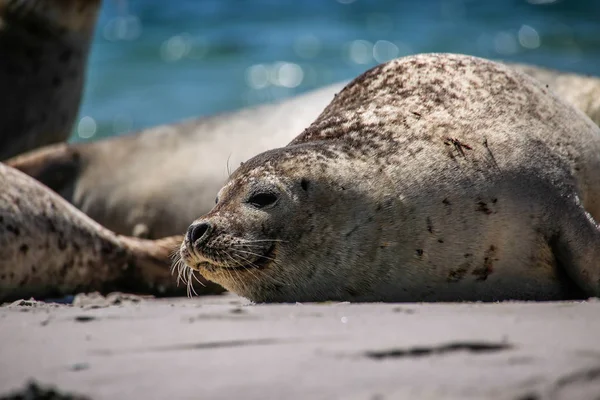 Šedý Tuleň Pláži Helgoland — Stock fotografie