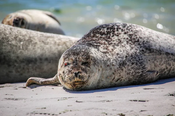 Kegelrobbe Strand Von Helgoland — Stockfoto