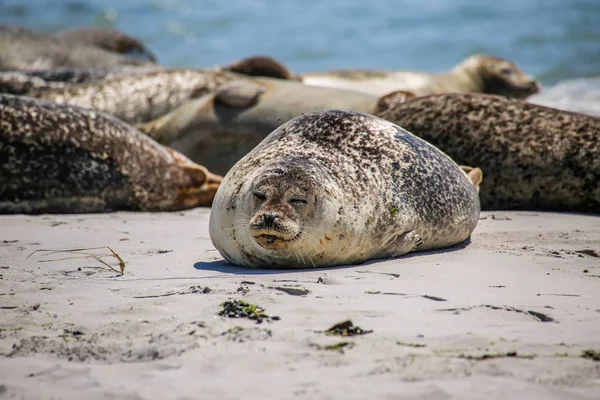 Grijze Zeehond Het Strand Van Helgoland — Stockfoto