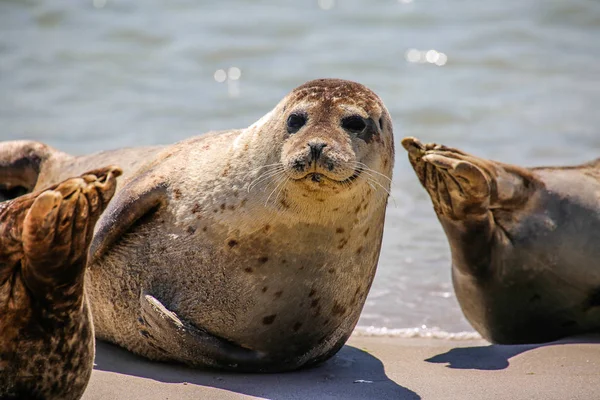 Selo Cinza Praia Helgoland — Fotografia de Stock