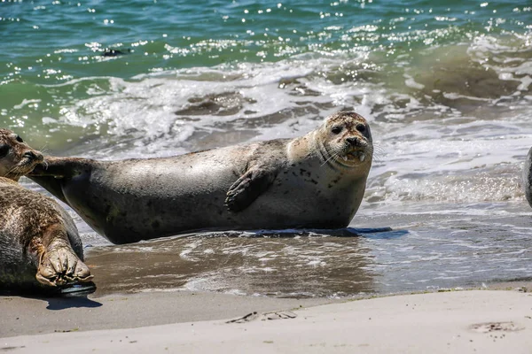 Grijze Zeehond Het Strand Van Helgoland — Stockfoto