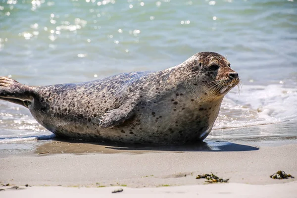 Grijze Zeehond Het Strand Van Helgoland — Stockfoto