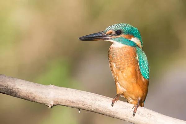 Närbild Kungsfiskare Fågel Vilda Livet — Stockfoto