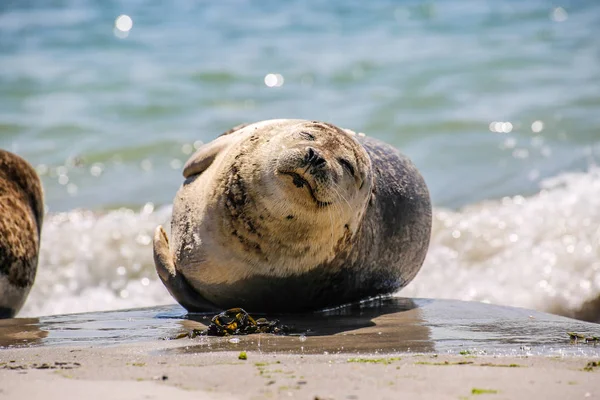 Šedý Tuleň Pláži Helgoland — Stock fotografie