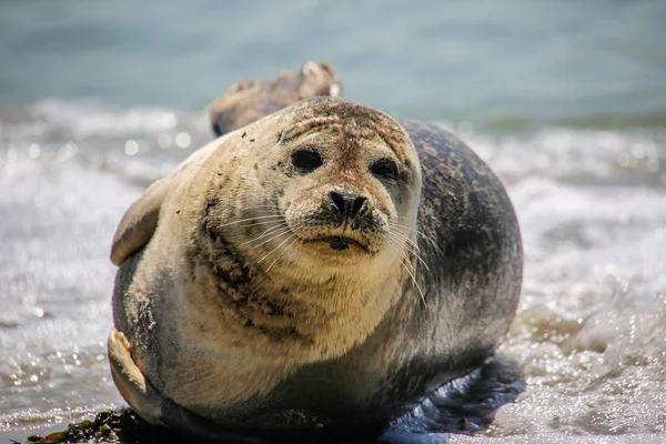 Gray Seal Beach Heligoland — Stok fotoğraf