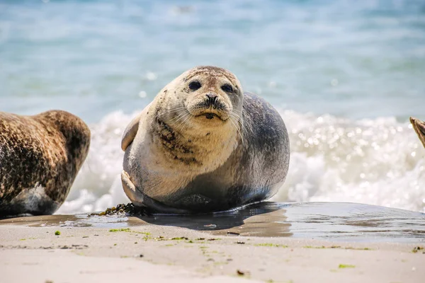 Šedý Tuleň Pláži Helgoland — Stock fotografie