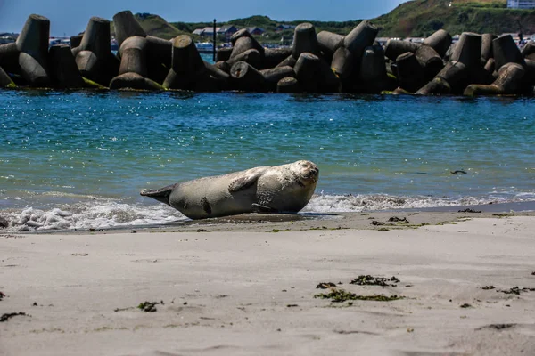 Foca Grigia Sulla Spiaggia Helgoland — Foto Stock