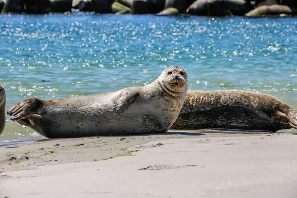 Selo Cinza Praia Helgoland — Fotografia de Stock