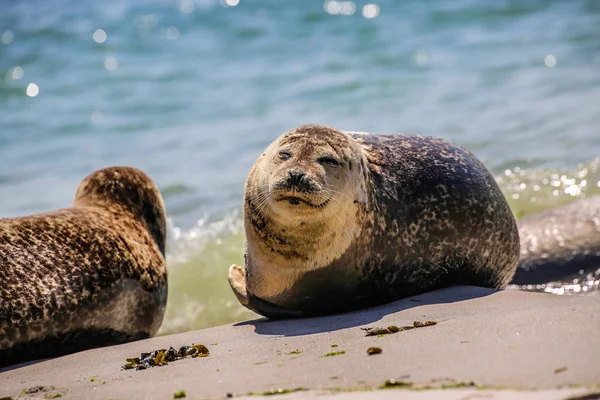 Šedý Tuleň Pláži Helgoland — Stock fotografie