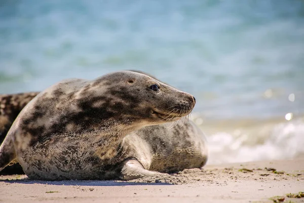 Guarnizione Grigia Sulla Spiaggia Heligoland — Foto Stock