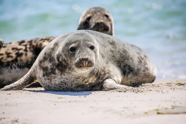 Grey Seal Beach Helgoland — Stock Photo, Image