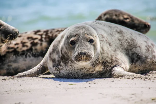 Grijze Zeehond Het Strand Van Helgoland — Stockfoto