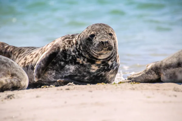 Šedý Tuleň Pláži Helgoland — Stock fotografie