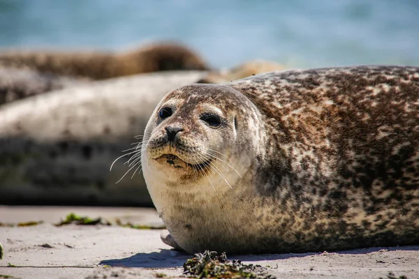 Gray Seal Beach Heligoland — 스톡 사진