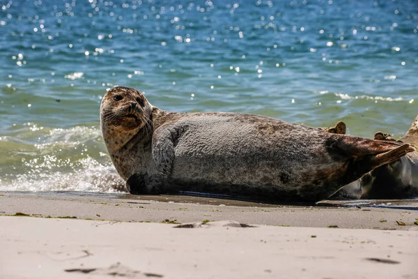 Grey Seal Beach Helgoland — 图库照片