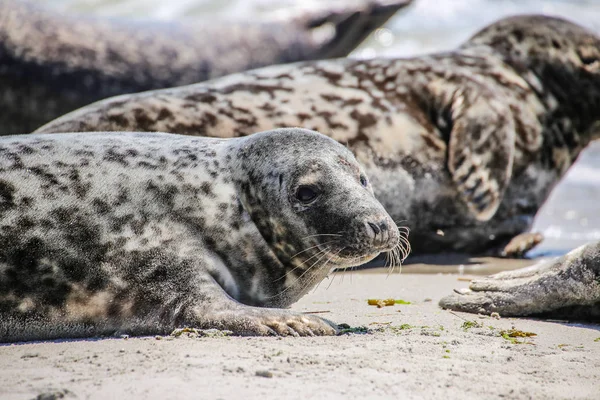 Šedý Tuleň Pláži Helgoland — Stock fotografie