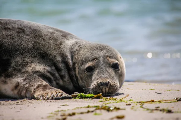 Kegelrobbe Strand Von Helgoland — Stockfoto