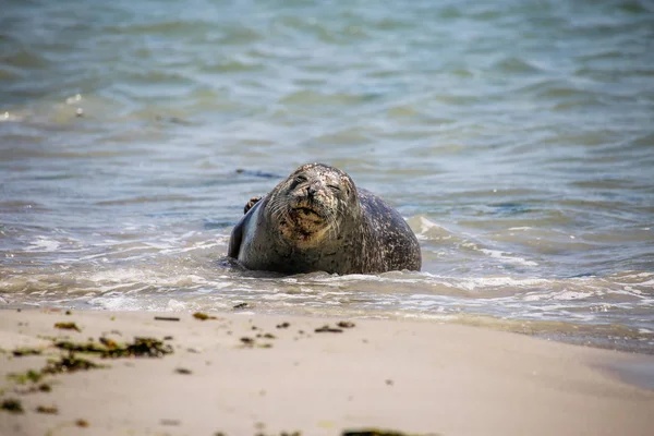 Šedý Tuleň Pláži Helgoland — Stock fotografie