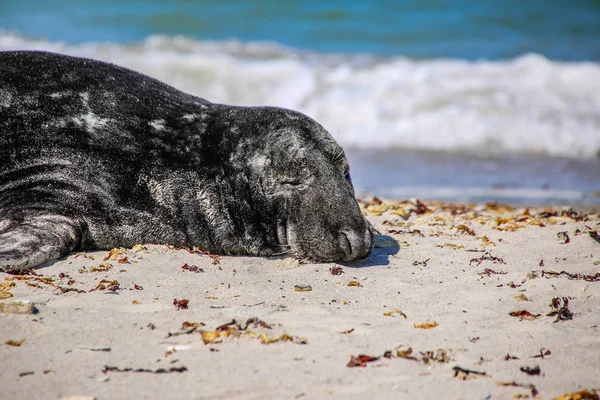 Guarnizione Grigia Sulla Spiaggia Heligoland — Foto Stock