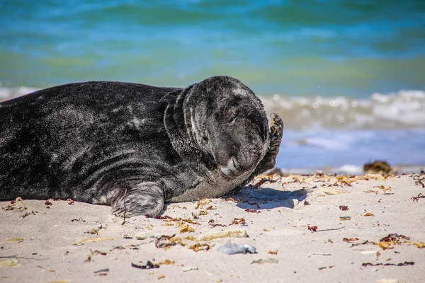 Gray Seal Beach Heligoland — Stok fotoğraf