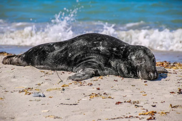 Guarnizione Grigia Sulla Spiaggia Heligoland — Foto Stock