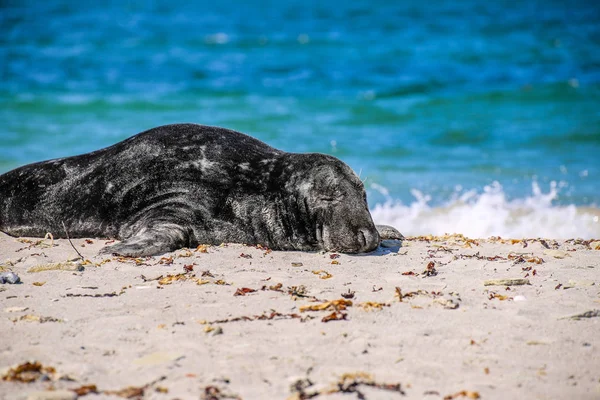 Sello Gris Playa Helgoland — Foto de Stock