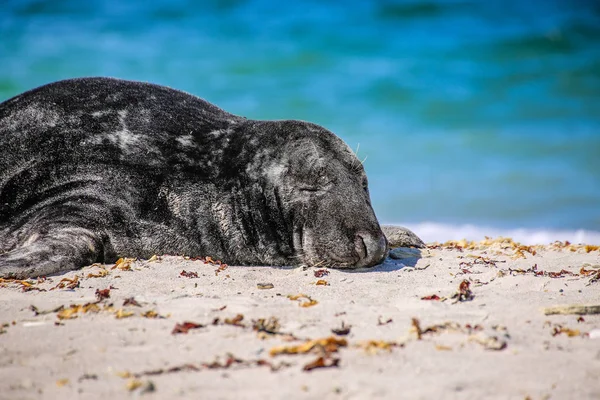 Gray Seal Beach Heligoland — Stok fotoğraf