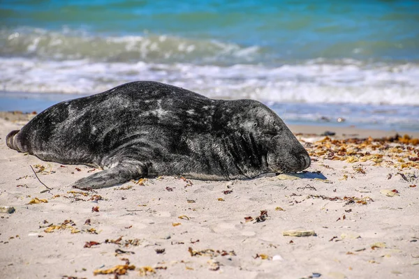 Selo Cinza Praia Helgoland — Fotografia de Stock