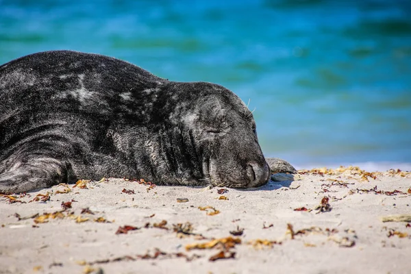 Grey Seal Beach Helgoland — Stock Photo, Image
