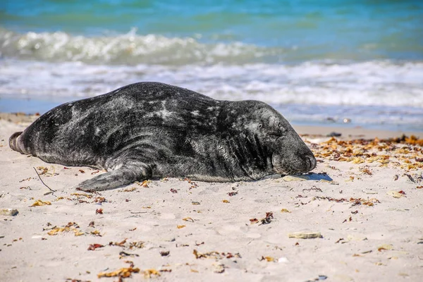 Guarnizione Grigia Sulla Spiaggia Heligoland — Foto Stock