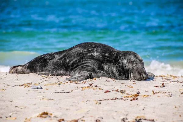 Selo Cinza Praia Helgoland — Fotografia de Stock