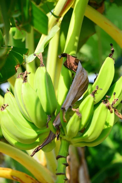 Banano Albero Frutto Foglie Verdi — Foto Stock