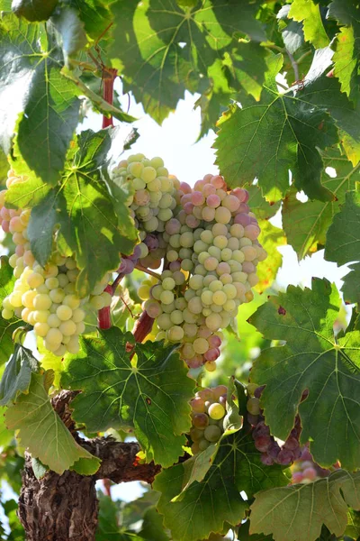 Plátano Árbol Frutal Hojas Verdes — Foto de Stock