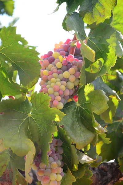 Landwirtschaft Auf Dem Land Weintrauben Bäume — Stockfoto