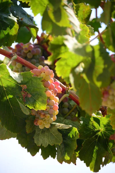 Viñedos Agricultura Rural Plantas — Foto de Stock