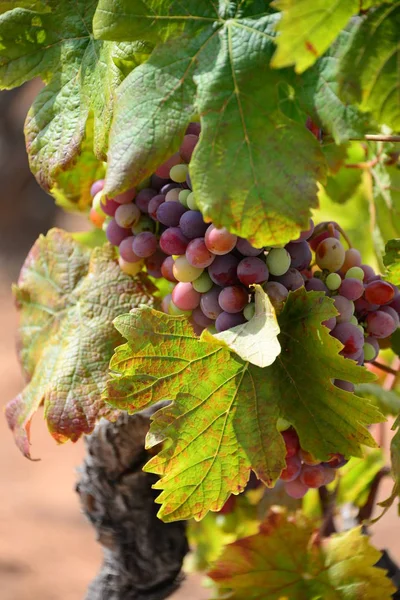 Viñedos Agricultura Rural Plantas — Foto de Stock