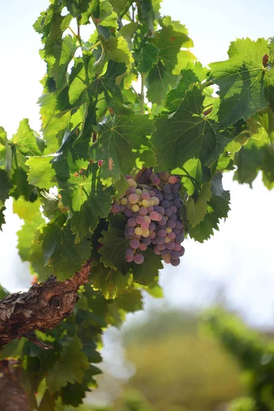 Winnice Wiejskie Zakłady Rolnicze — Zdjęcie stockowe