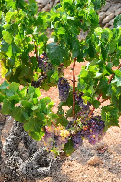 Agricultura Rural Vinos Racimos Uvas Árboles —  Fotos de Stock