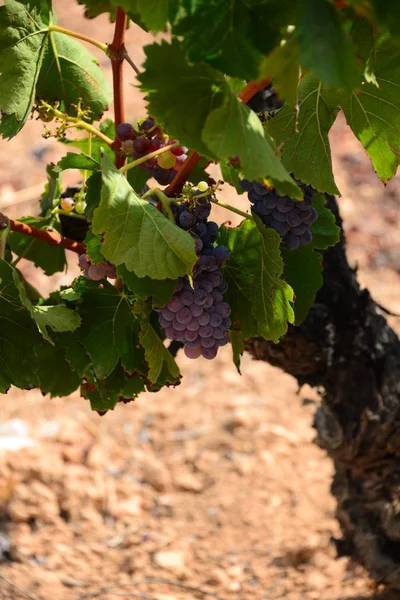 Agricultura Rural Vinhos Cachos Uvas Árvores — Fotografia de Stock