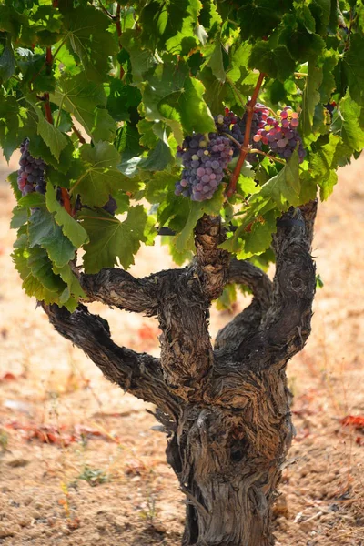 Agricultura Rural Vinos Racimos Uvas Árboles — Foto de Stock