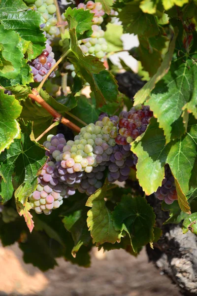 Kırsal Tarım Şaraplar Üzümler Ağaçlar — Stok fotoğraf