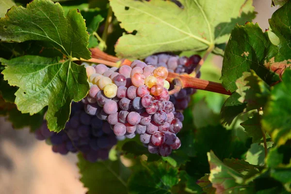 Agricultura Rural Vinos Racimos Uvas Árboles — Foto de Stock