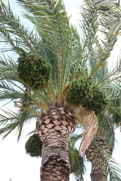 Dattelpalme Baum Der Natur Flora Und Laub — Stockfoto