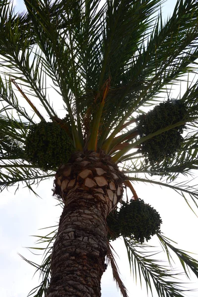 Date Palmier Arbre Dans Nature Flore Feuillage — Photo