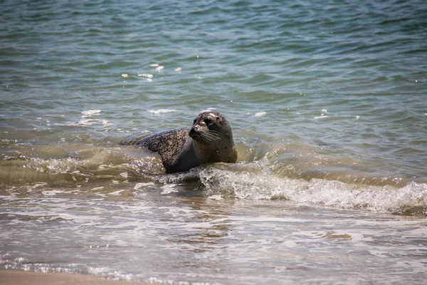 Floating Gray Seal North Sea — Stock Photo, Image