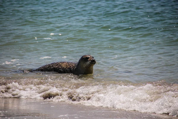 Schwimmende Kegelrobbe Der Nordsee — Stockfoto