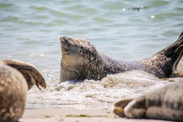 Schwimmende Kegelrobbe Der Nordsee — Stockfoto